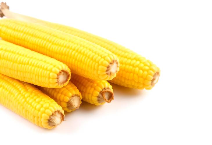 Fresh Boiled Corn Cobs on White Background